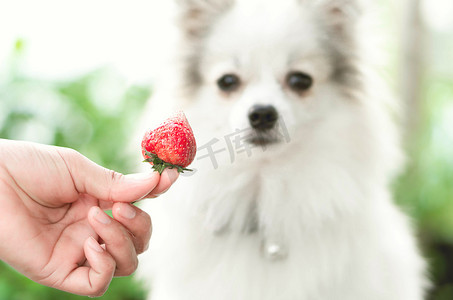 拉小手摄影照片_特写可爱的波美拉尼亚狗，手里拿着红草莓