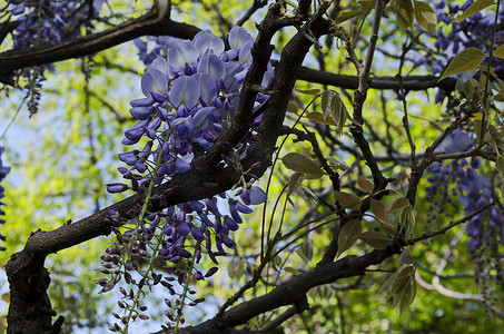 春天花园里一束紫色花朵和叶子的紫藤枝