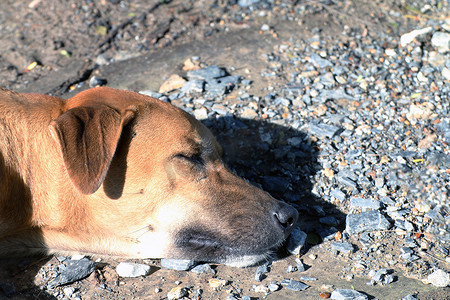 狗头摄影照片_特写狗头晒太阳，棕色狗正在睡觉（躺着），泰国脊背犬棕色亚洲