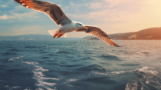 鸟儿飞翔摄影照片_黄昏傍晚海鸥在海上飞翔