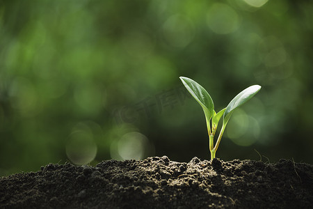 在土壤中生长的幼苗和植物以及用于插入 tex 的复制空间