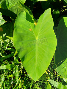 魔芋花摄影照片_关闭具有自然背景的芋头叶（Colocasia esculenta，talas）。 