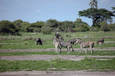 博茨瓦纳摄影照片_斑马博茨瓦纳非洲大草原野生动物图片