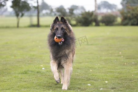 狗，比利时牧羊犬 Tervuren，带着橙色球跑