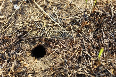 烧焦草背景下田野中的小型废弃洞穴啮齿动物