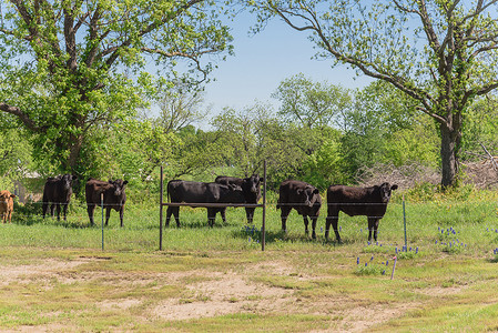 德克萨斯农场在春天与黑牛和矢车菊 wildfl