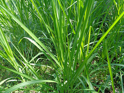 大菊摄影照片_关闭 Pennisetum purpureum（Cenchrus purpureus Schumach、Napier 草、大象草、乌干达草、kolonjono、suket gajah）与自然背景。