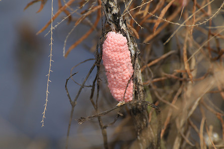 金粉摄影照片_稻田自然中的蛋壳樱桃、蜗牛粉蛋或 Pomacea canaliculata、金苹果蜗牛蛋