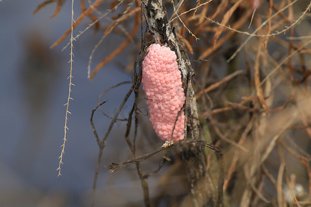 稻田自然中的蛋壳樱桃、蜗牛粉蛋或 Pomacea canaliculata、金苹果蜗牛蛋