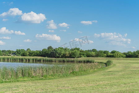 德克萨斯州达拉斯附近盛开芦苇和野花的山坡湖公园