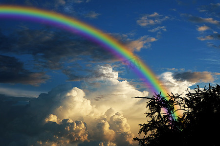 落日天空背景摄影照片_落日天空上的彩虹 背影 干枯的树枝