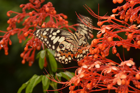 蝴蝶飞在大自然中。