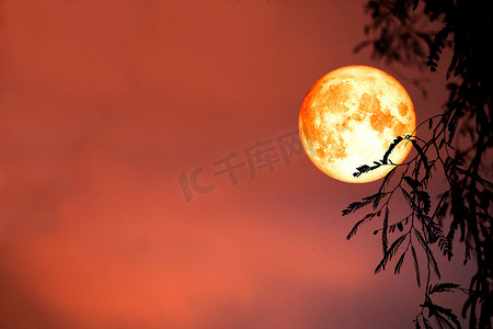 森林夜摄影照片_夜空中的超级血月背影叶和云