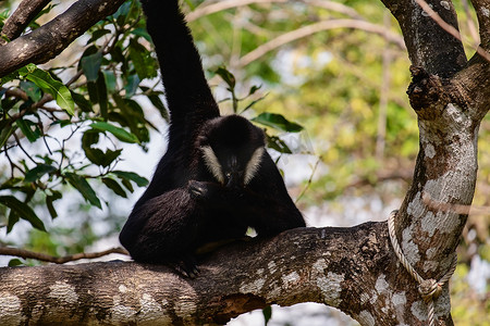 爬树猴子摄影照片_爬上树的长臂猿