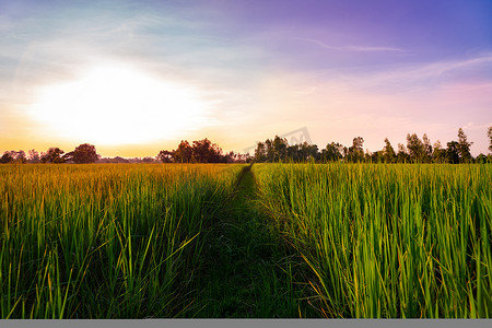 放弃幻想摄影照片_泰国农村稻田的日落景色。