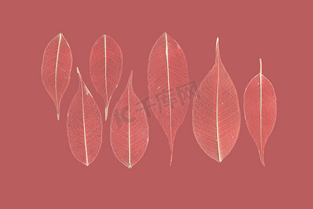 淡红色摄影照片_淡红色背景上七片镂空的无花果 (Ficus benjamina) 叶子。