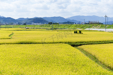 水稻田