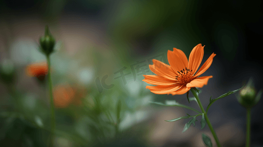 倾斜倾斜摄影照片_倾斜移位镜头中的橙花