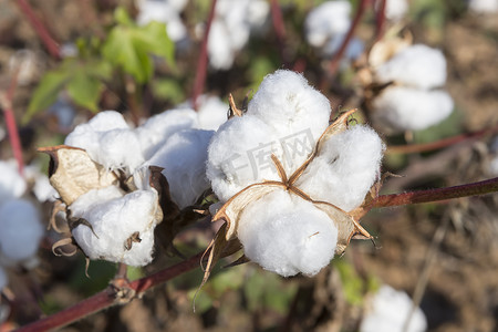 澳大利亚波浪石摄影照片_棉花田白色，棉花成熟，准备收割