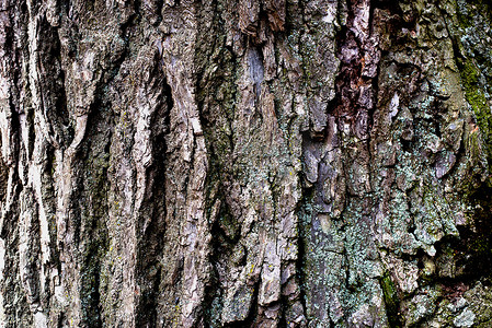 一棵老椴树的树皮