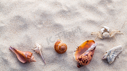 贝壳设计摄影照片_夏季和海滩沙滩上的贝壳、海星和螃蟹