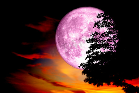 超满粉红月亮背影树暗红七彩s