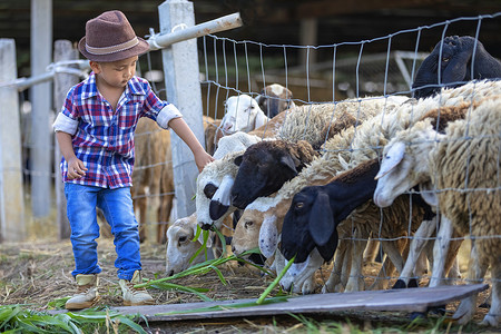 那个可爱的男孩正在喂草给延伸 th 的绵羊