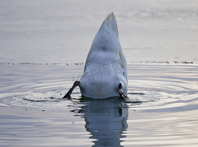 美丽的背景，一只滑稽的天鹅在湖中游泳