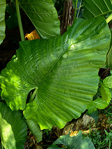 关闭具有自然背景的芋头叶（Colocasia esculenta，talas）。 