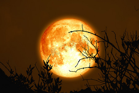 满冷的血月回到夜空中的树枝上