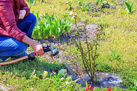 一位园丁正在用洒水器给春天花园里的玫瑰花丛浇水。