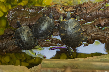 三只乌龟的俯视图