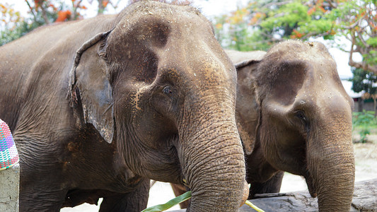 在泰国清迈省 Mae Tang 的大象护理保护区，大象以甘蔗和竹子为食时，大象的树干特写。
