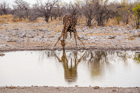 从水坑喝水的长颈鹿鹿豹