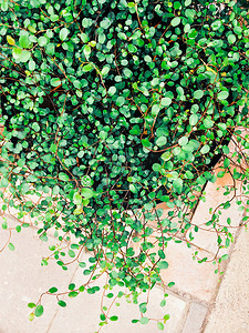 红木蔓藤边框摄影照片_观赏植物 Muehlenbeckia axillaris