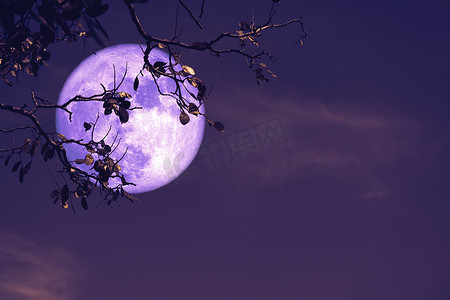 夜红天背侧影树上的紫色巴克月亮