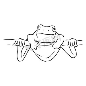 青蛙矢量图摄影照片_白色青蛙的轮廓图，青蛙矢量素描图