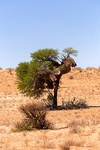 非洲蒙面织布工在 kgalagadi 筑巢