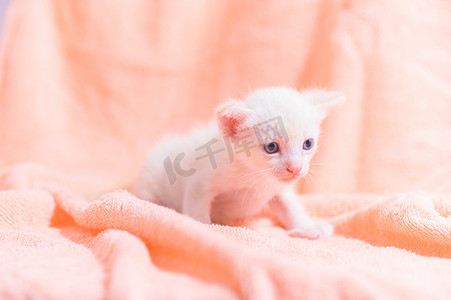 一堆布中的一只可爱的小猫
