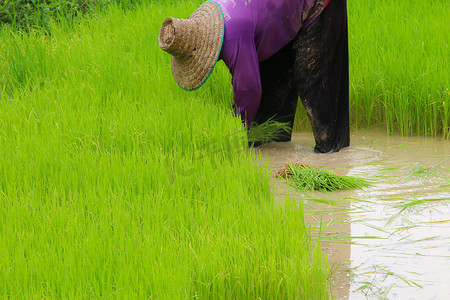农民在水稻农田上种水稻。