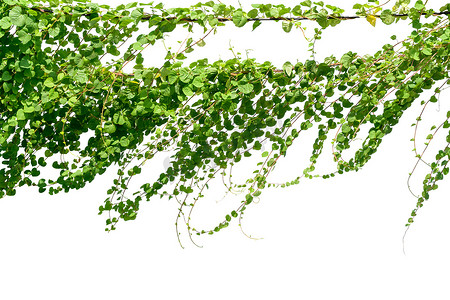 藤本植物，常春藤叶植物在白色背景上孤立的杆子上