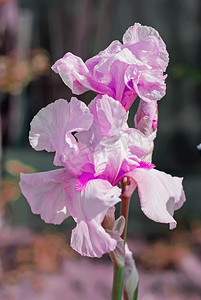粉红色鸢尾 (lat. Íris) 花坛花，多年生，春季流动