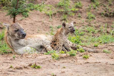 斑点鬣狗摄影照片_斑点鬣狗妈妈带着幼崽在克鲁格国家公园