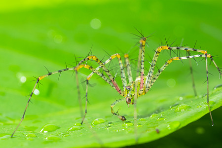 长腿摄影照片_绿蜘蛛宏观 叶子上的长腿 绿色场景