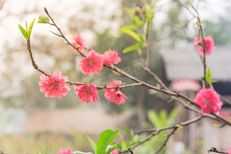 越南北部桃花盛开与木屋特写