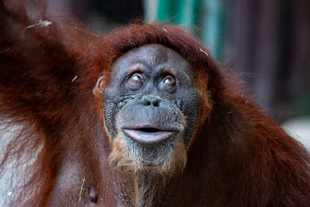 苏门答腊猩猩摄影照片_一只美丽的雌性猩猩的肖像