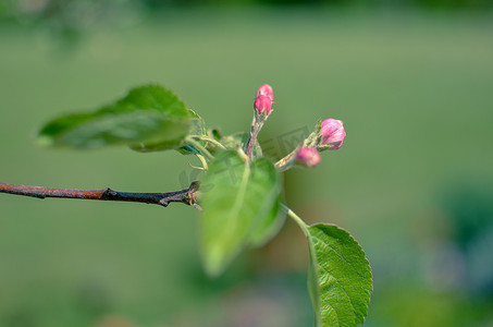 植物学图片摄影照片_浅绿色背景中苹果花特写的图片