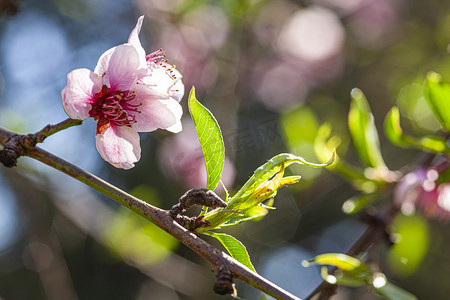 桃花开春 16