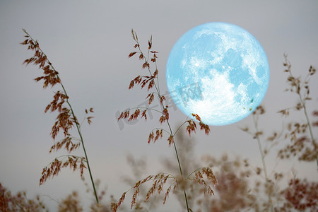天空中的超级海狸月亮和夜晚的剪影玻璃花