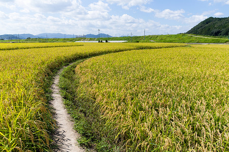 成熟水稻摄影照片_水稻农场
